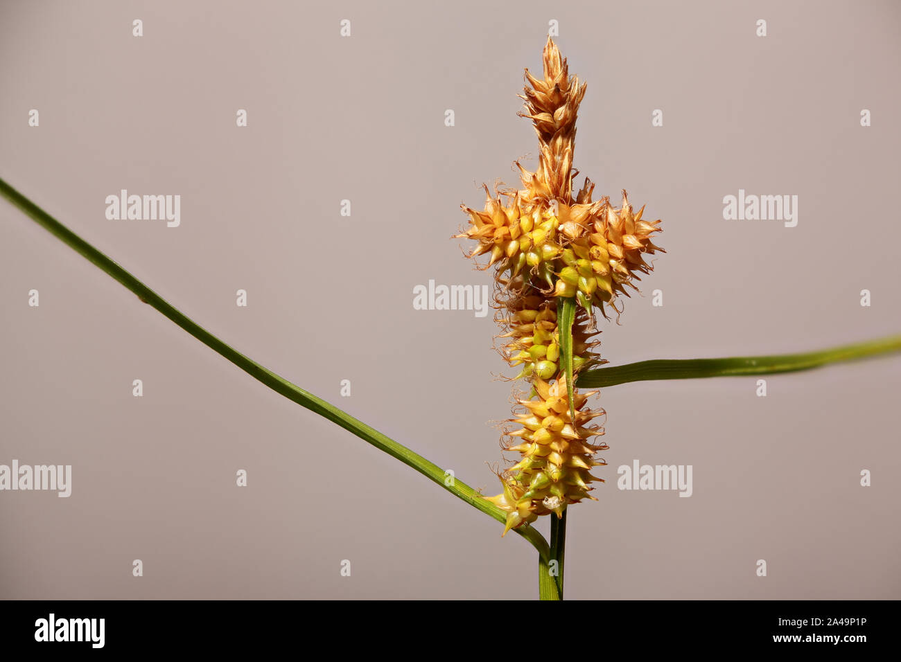 Detailed macro of ears of sedge species (Carex flava aggregate). Stock Photo