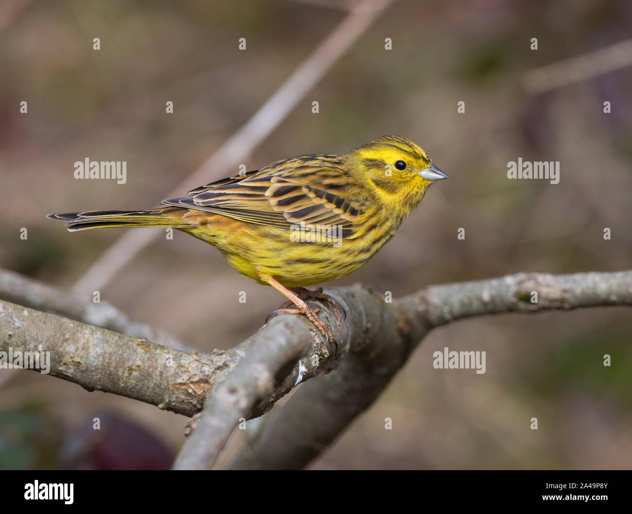 Yellowhammer (Emberiza citrinella) sat on a branch in farmland, South Yorkshire. Stock Photo