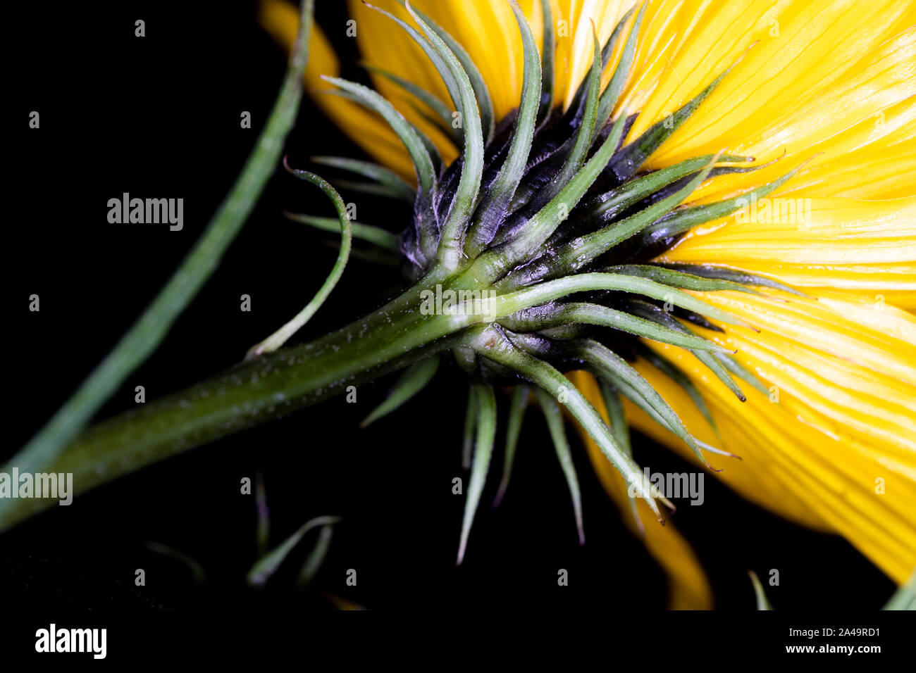 Helianthus salicifolius, common names willowleaf sunflower and column