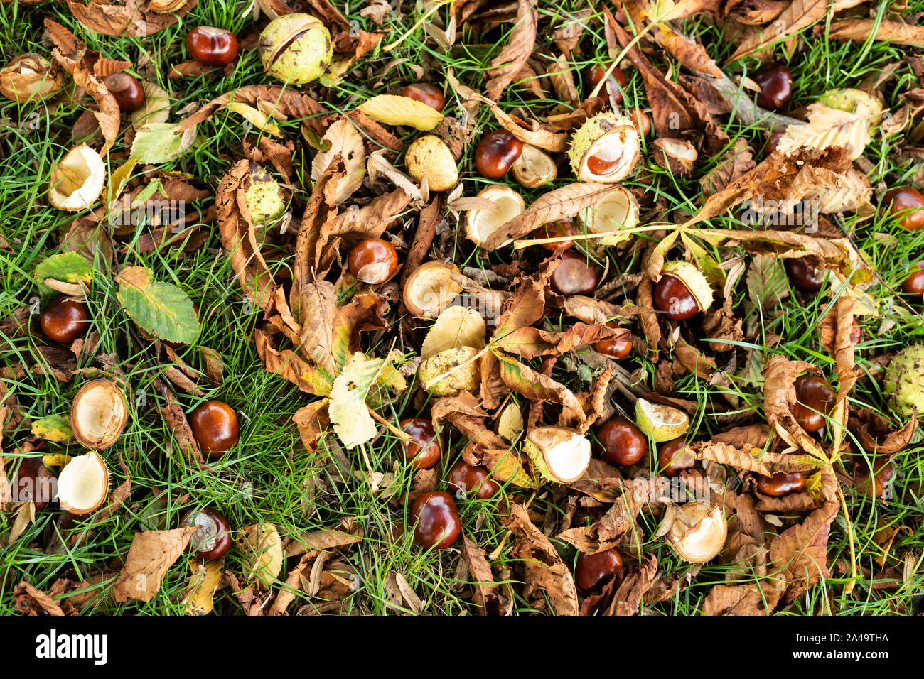 Red horse chestnut conkers uk hires stock photography and images Alamy
