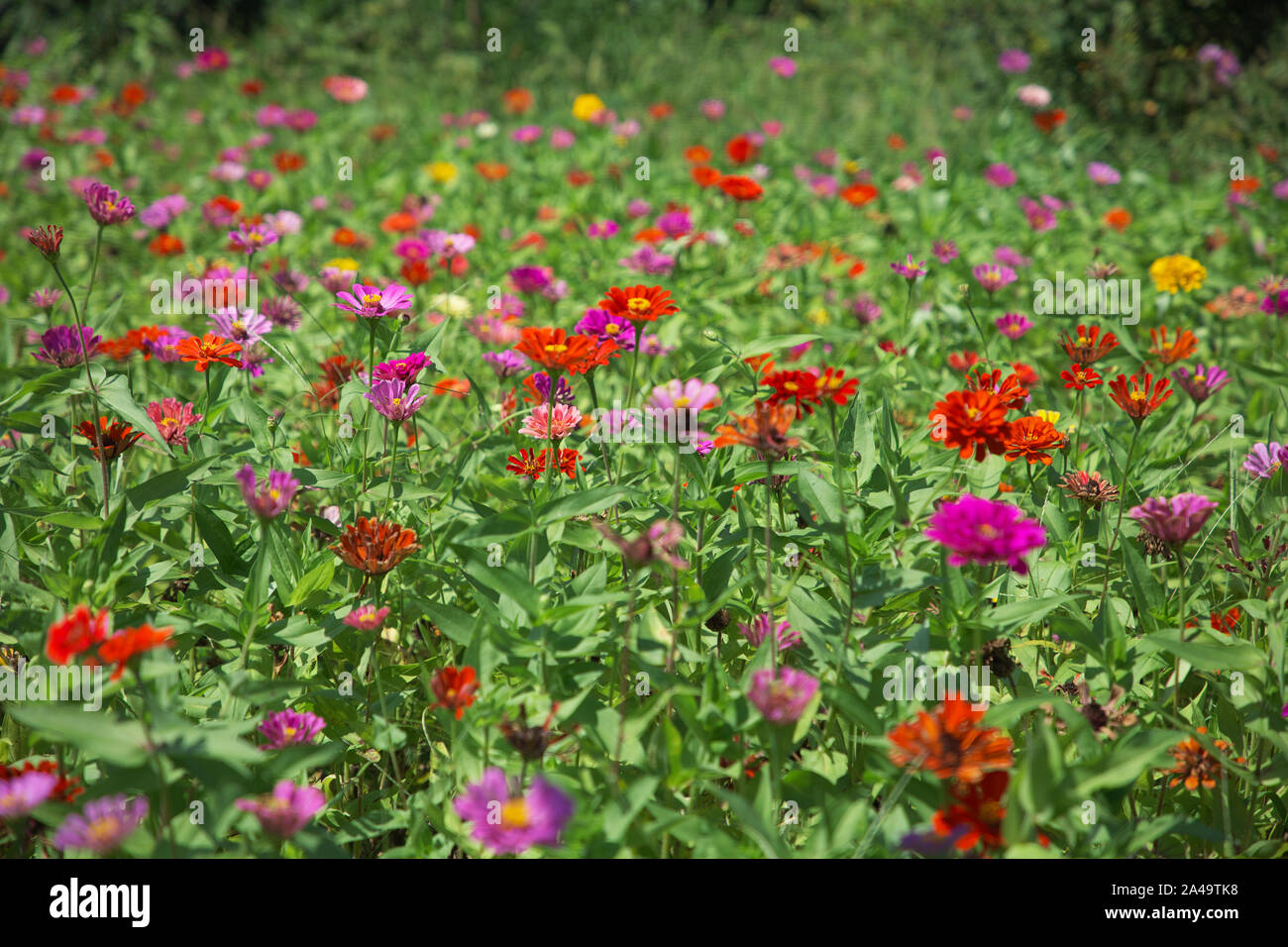 Flowers In The City Beijing China Stock Photo