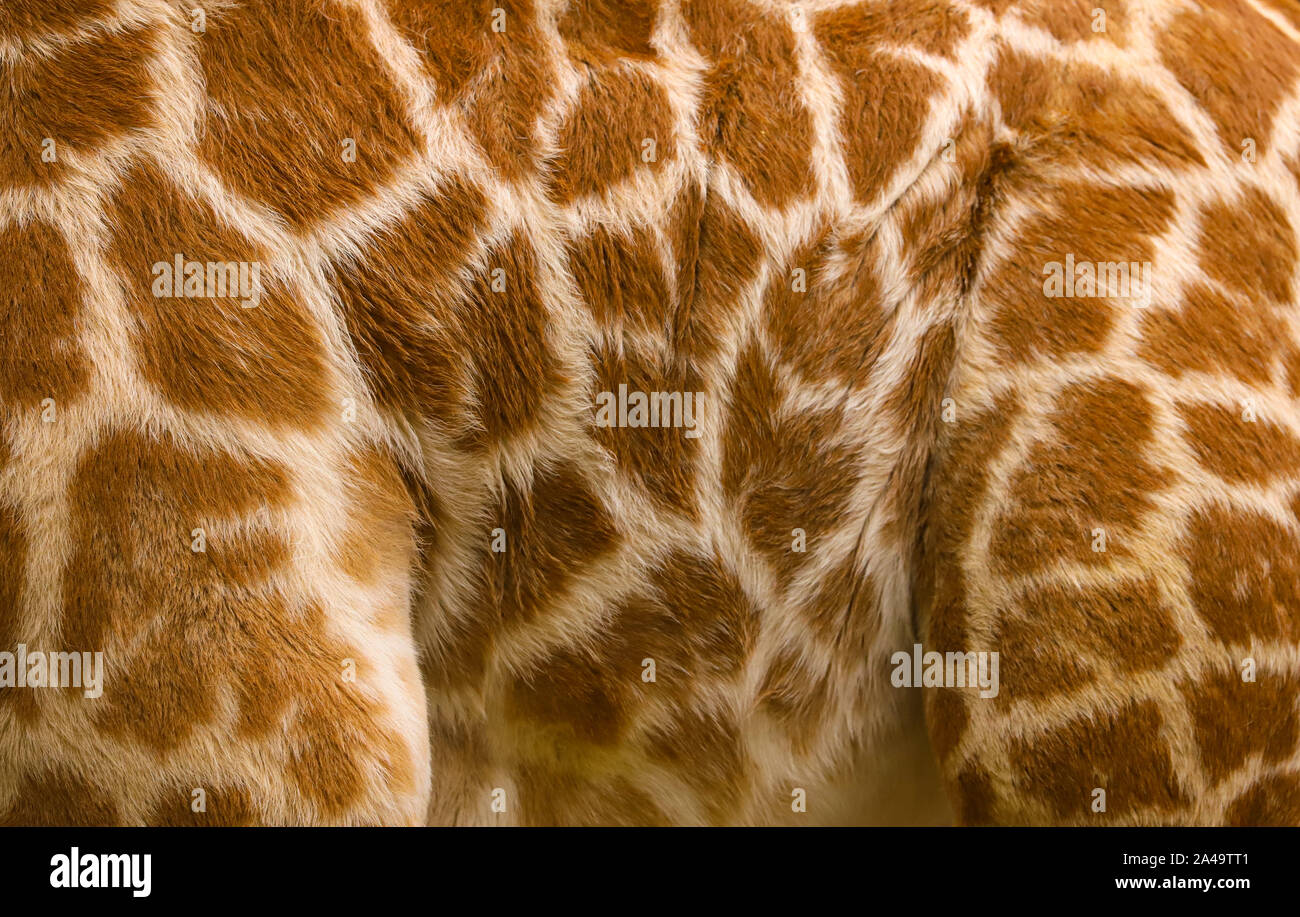 Close up of baby giraffe skin pattern to make an abstract background Stock Photo