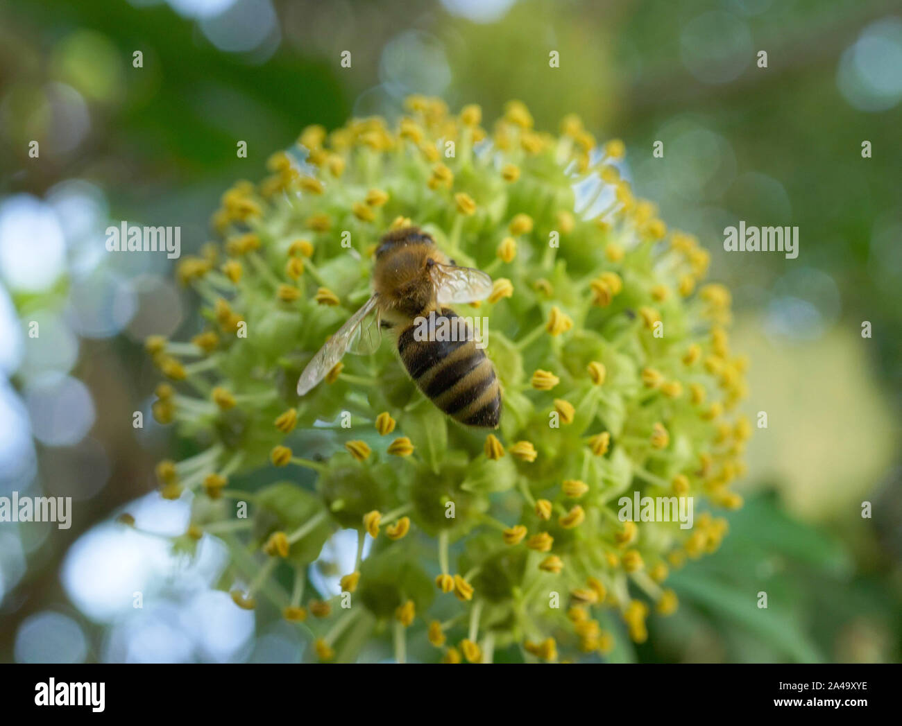 Bee on a Blossoming ivy (Hedera helix) Stock Photo