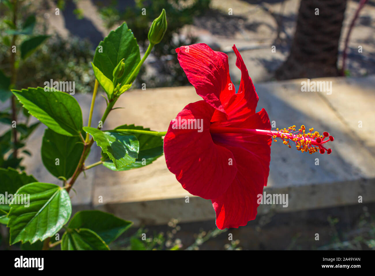Hibiscus rosa-sinensis, Brilliant, Chinese hibiscus Stock Photo