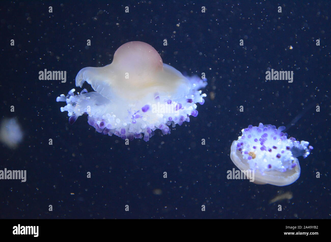 Closeup beautiful jellyfish swimming in the deep blue sea Stock Photo ...
