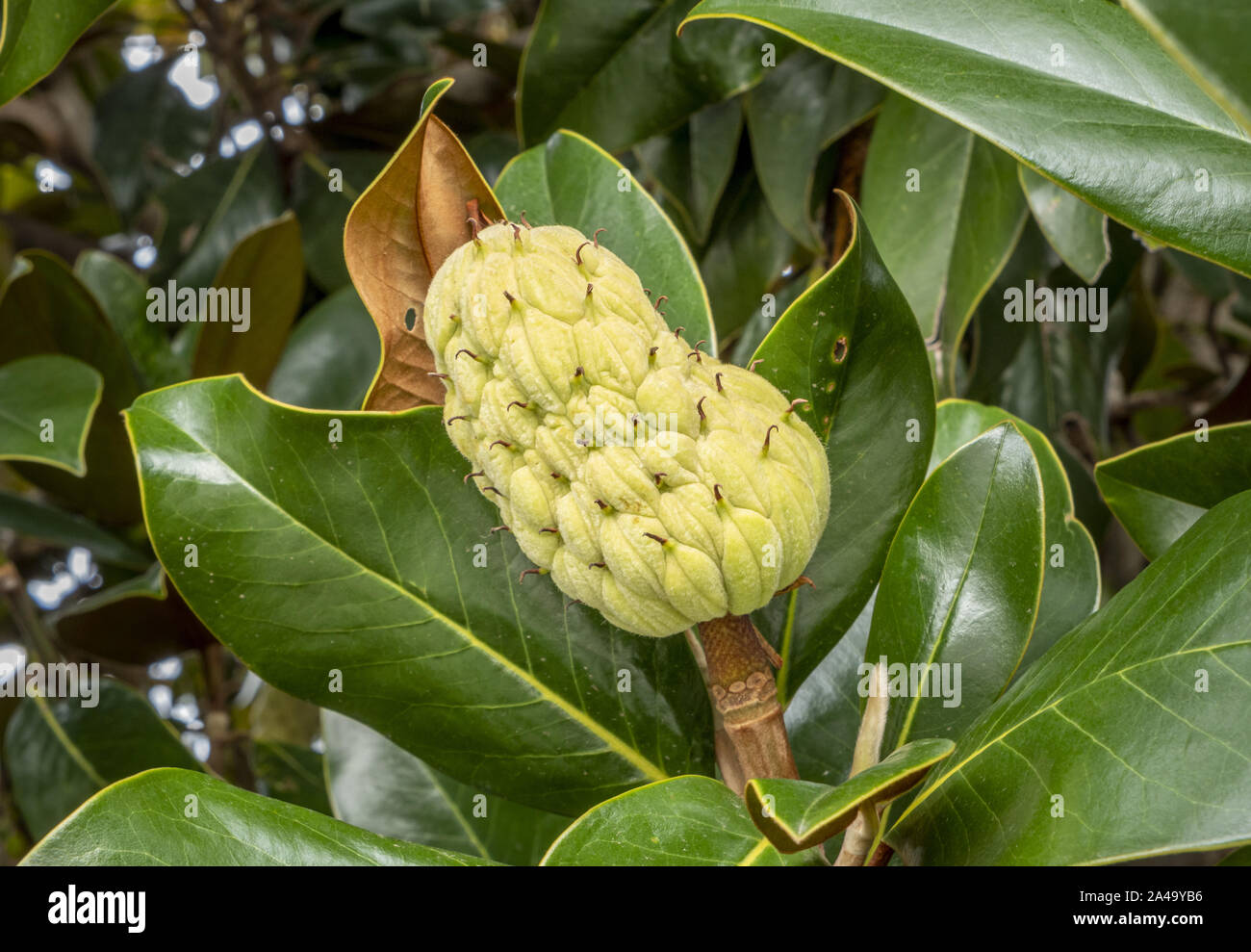 Southern magnolia fruit (Magnolia grandiflora) Stock Photo