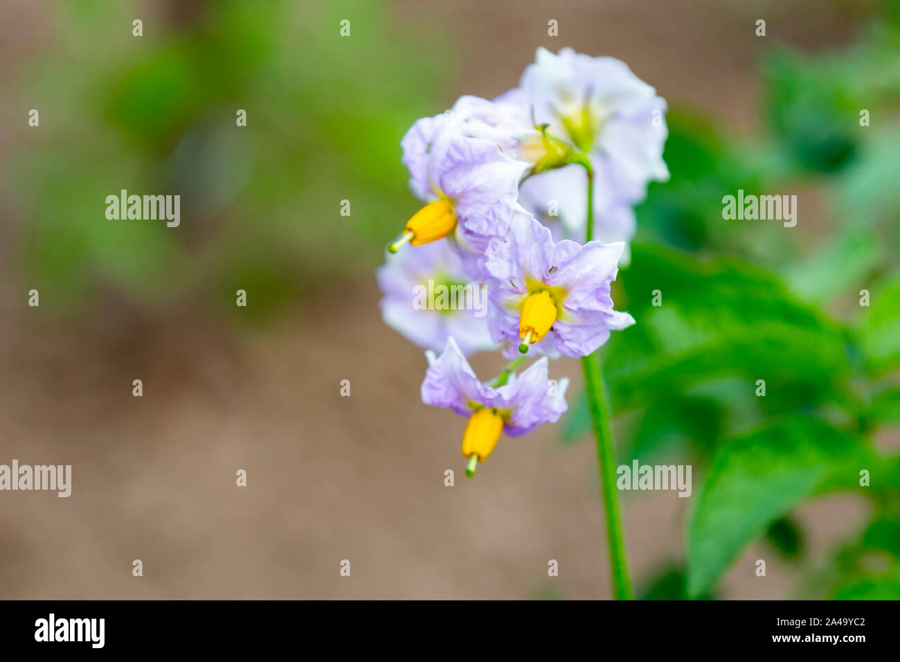 Potato plant flower. White flowers of a potato on green background