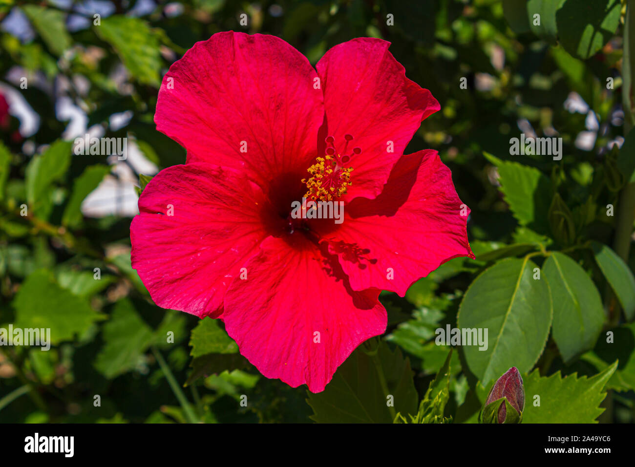 Hibiscus rosasinensis, Brilliant, Chinese hibiscus Stock Photo Alamy