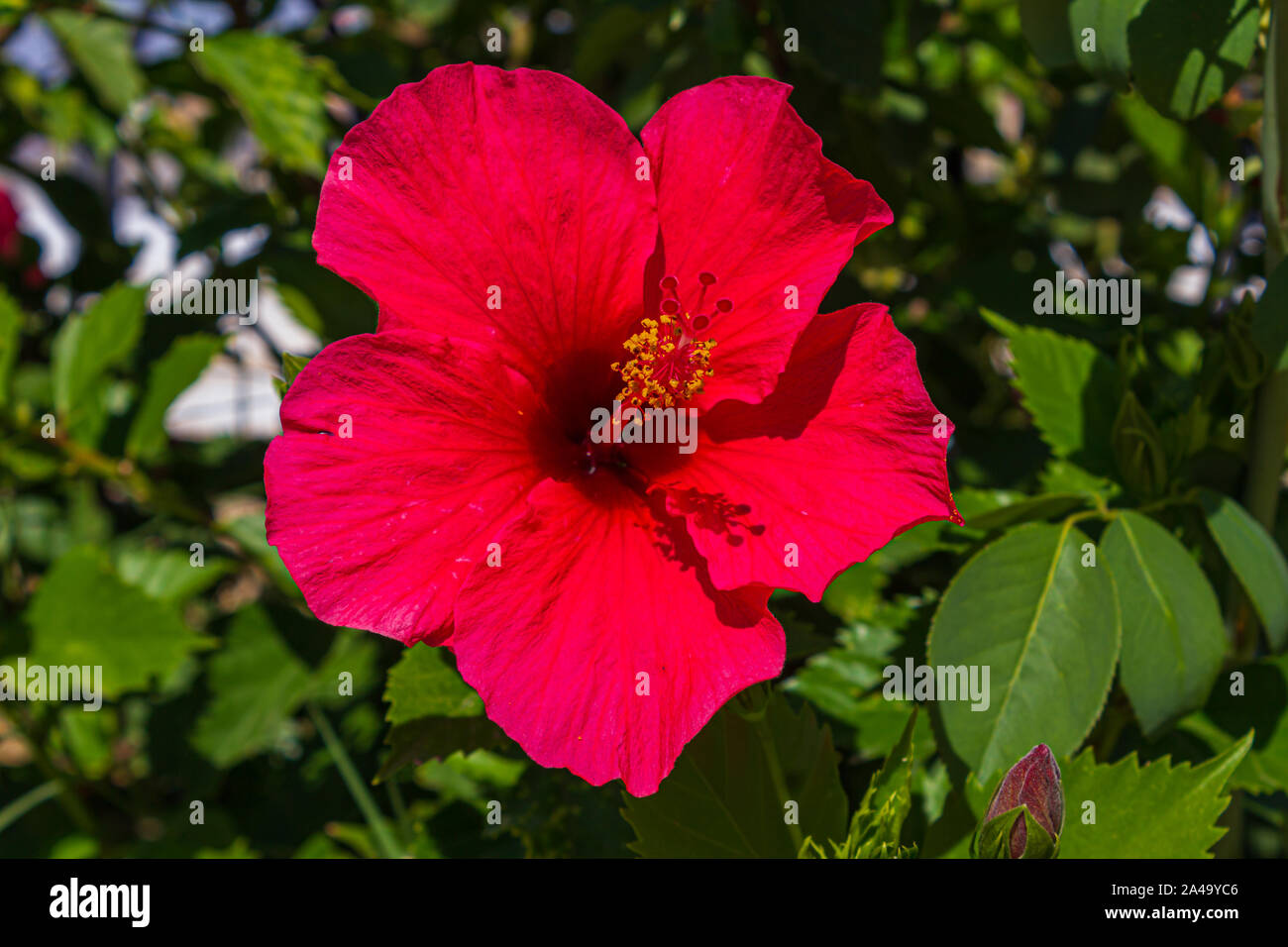 Hibiscus rosa-sinensis, Brilliant, Chinese hibiscus Stock Photo