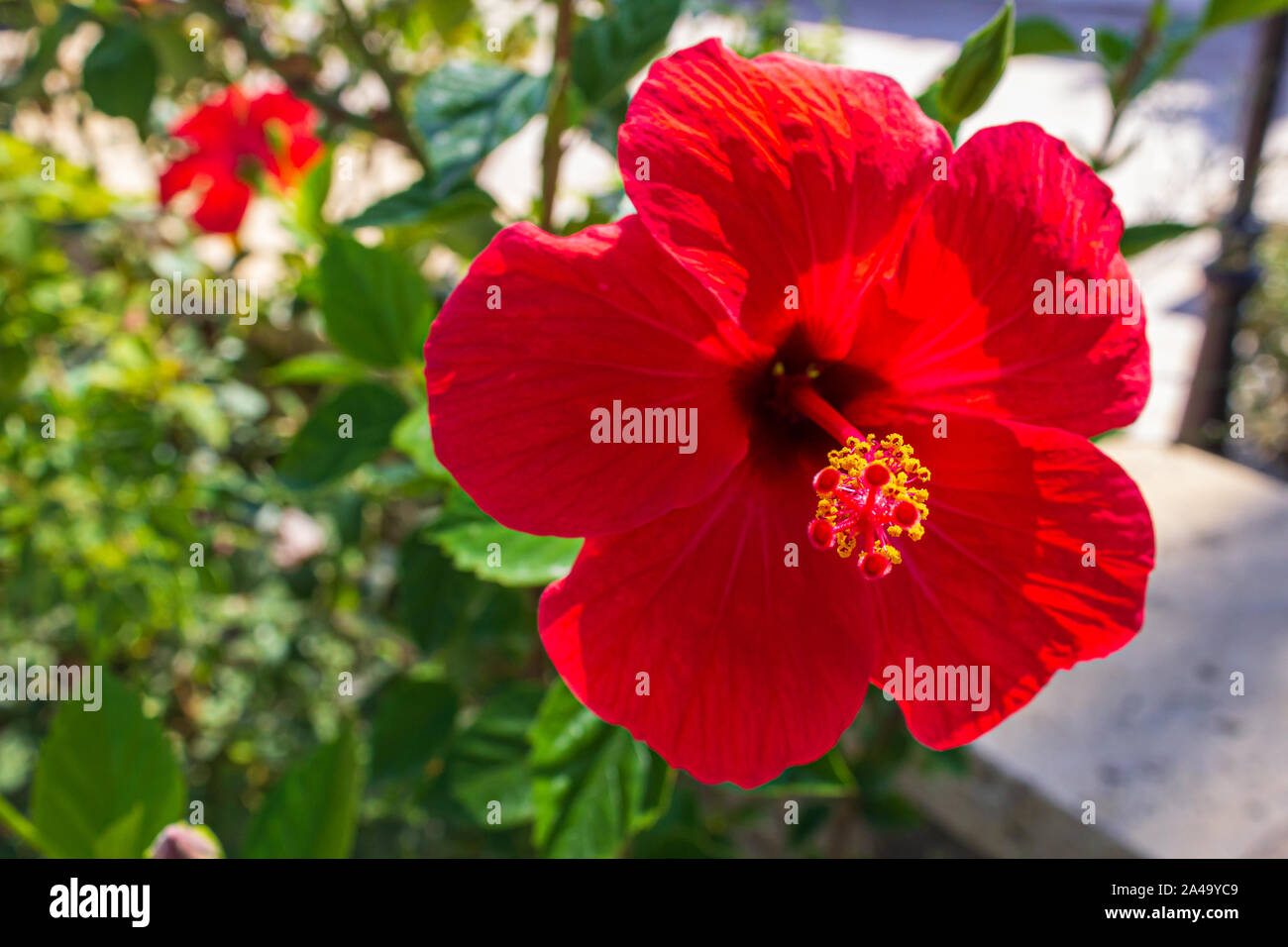 Hibiscus rosasinensis, Brilliant, Chinese hibiscus Stock Photo Alamy