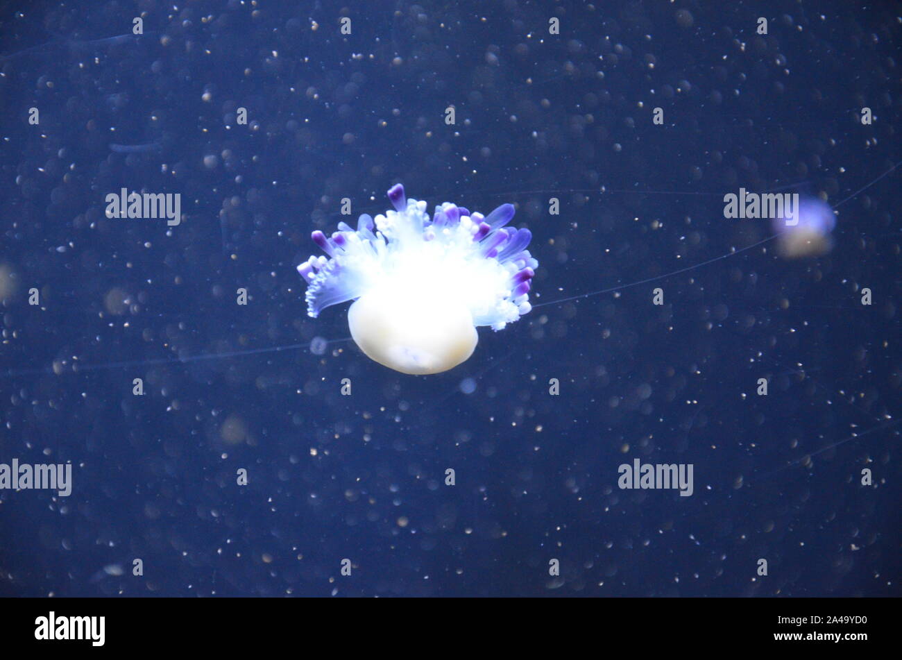 Closeup beautiful jellyfish swimming in the deep blue sea Stock Photo ...