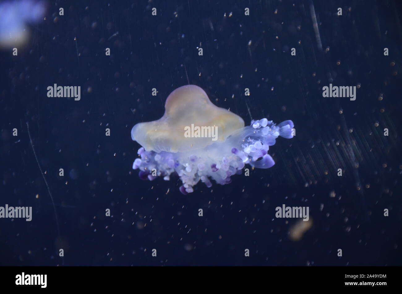 Closeup beautiful jellyfish swimming in the deep blue sea Stock Photo ...