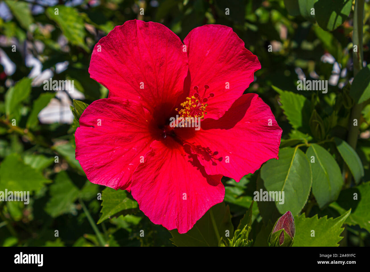 Hibiscus rosa-sinensis, Brilliant, Chinese hibiscus Stock Photo