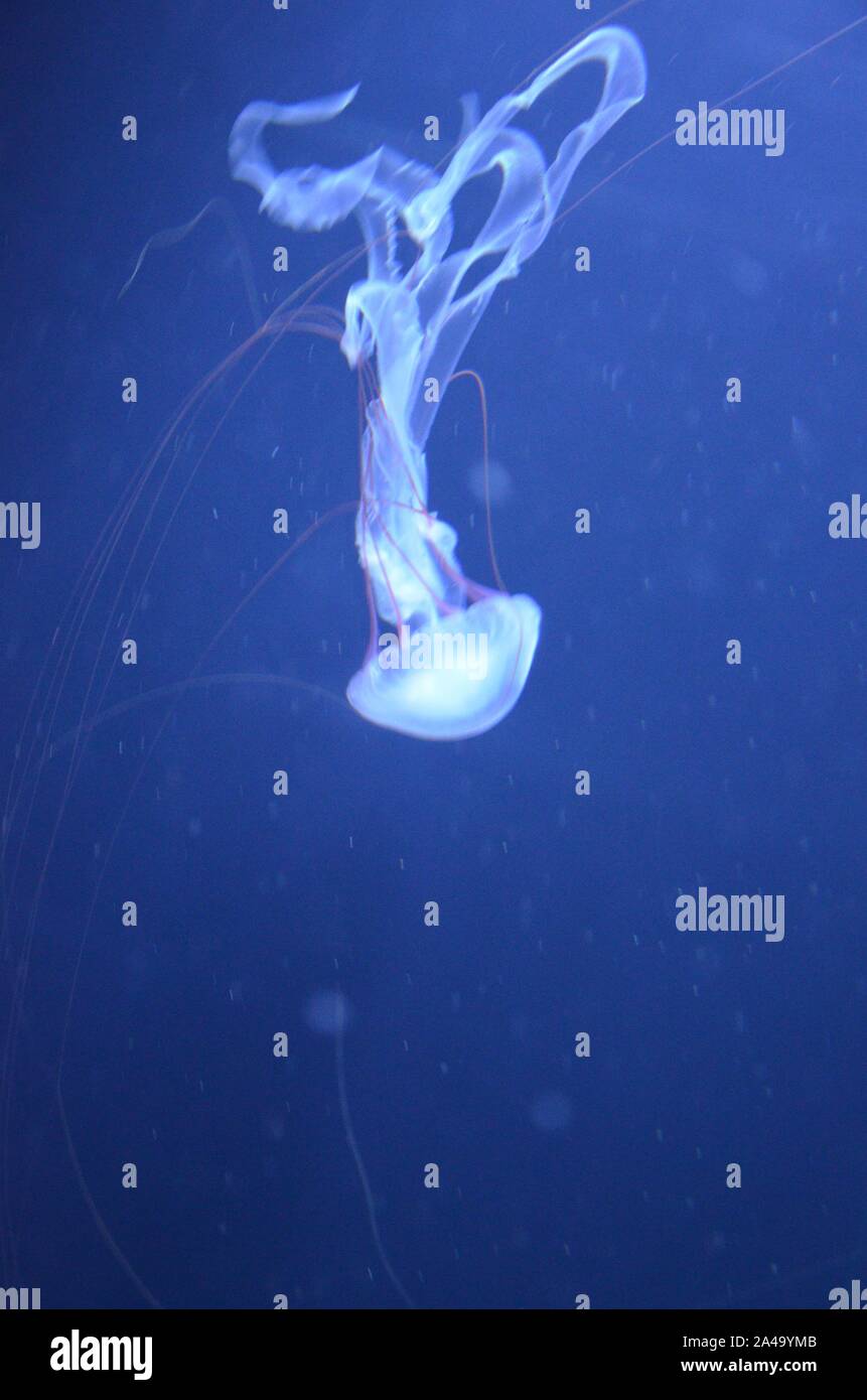 Closeup beautiful jellyfish swimming in the deep blue sea Stock Photo ...