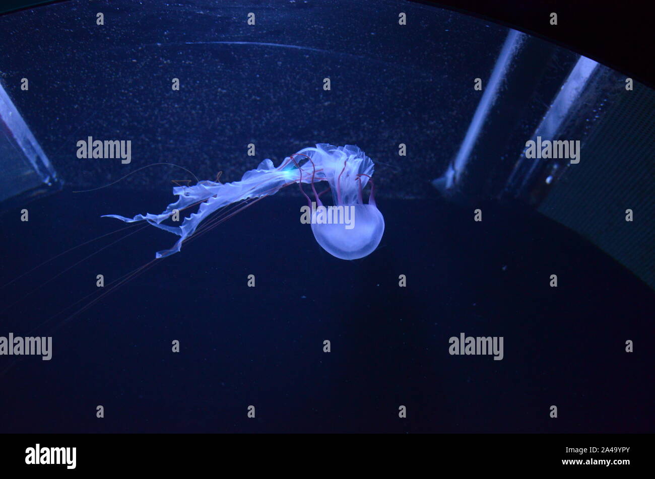 Closeup beautiful jellyfish swimming in the deep blue sea Stock Photo ...