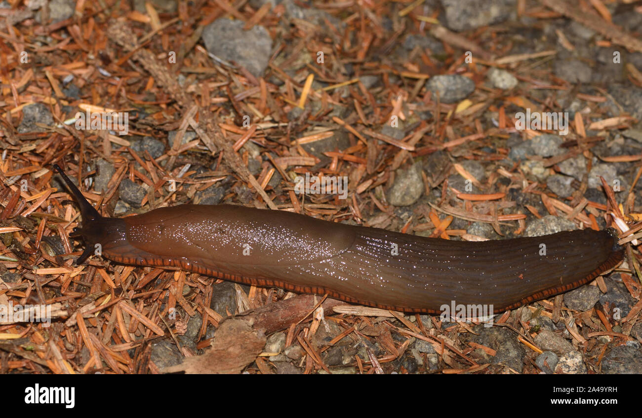 A large brown slug (Arion sp.), an introduction from Europe, progresses over the damp Pacific rainforest forest floor. Stock Photo