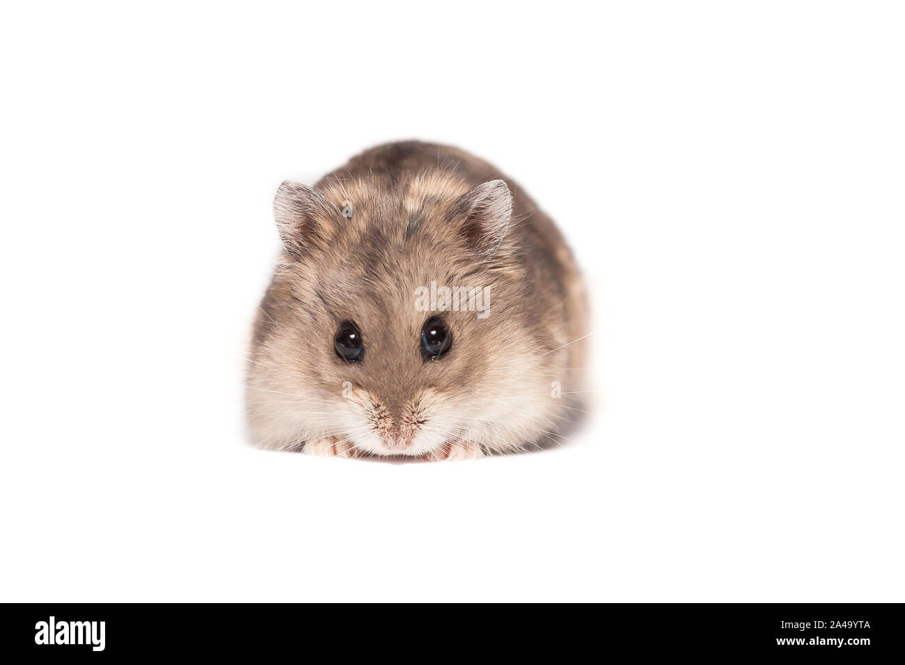 Small White Hamster On A White Background Stock Photo - Download