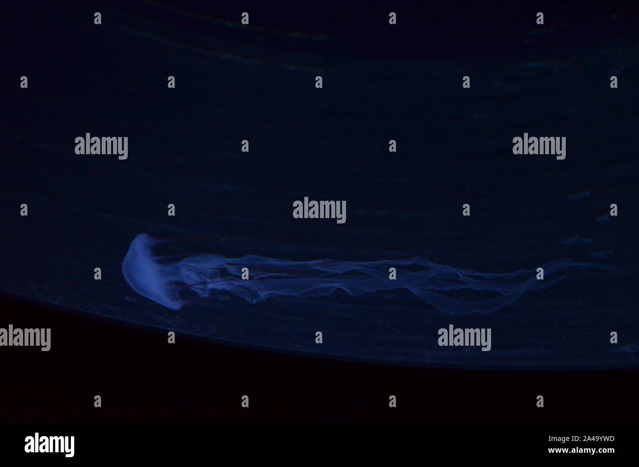 Closeup beautiful jellyfish swimming in the deep blue sea Stock Photo ...