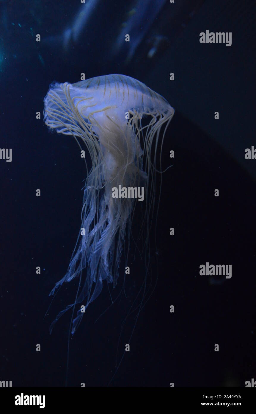 Closeup beautiful jellyfish swimming in the deep blue sea Stock Photo ...