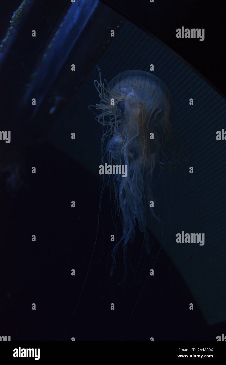 Closeup beautiful jellyfish swimming in the deep blue sea Stock Photo ...