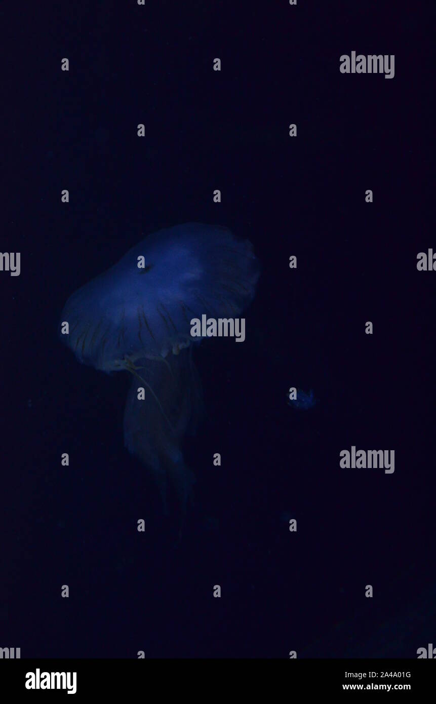 Closeup beautiful jellyfish swimming in the deep blue sea Stock Photo ...
