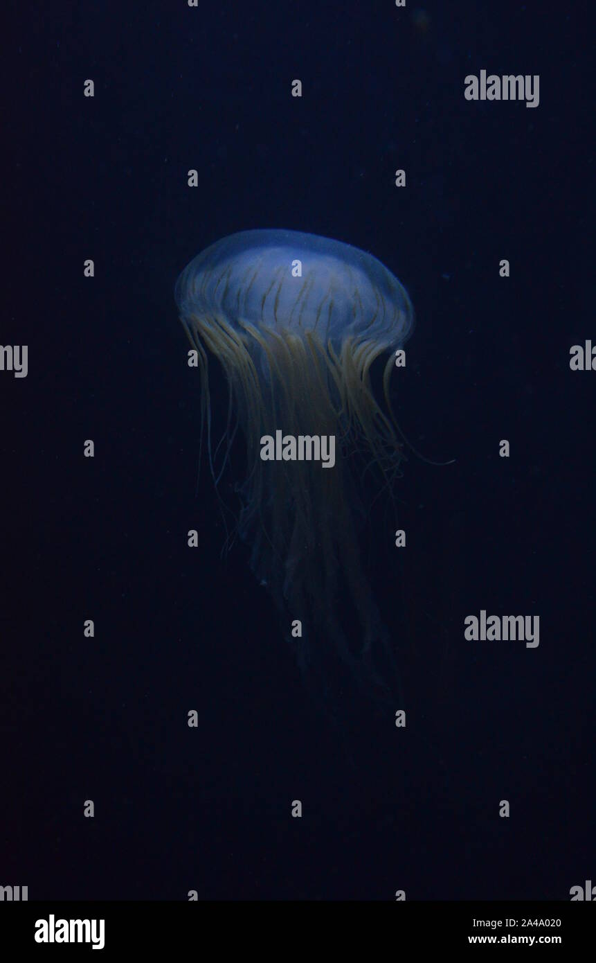 Closeup beautiful jellyfish swimming in the deep blue sea Stock Photo ...