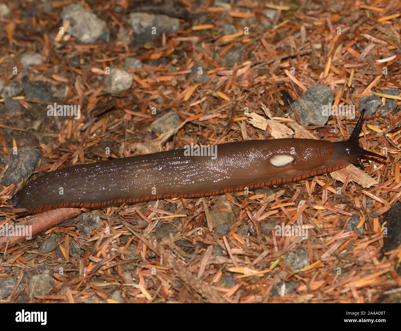 A large brown slug (Arion sp.), an introduction from Europe, progresses over the damp Pacific rainforest forest floor. The  pneumostome or breathing p Stock Photo