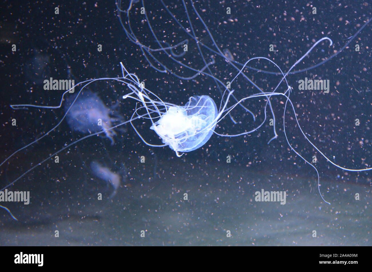Closeup beautiful jellyfish swimming in the deep blue sea Stock Photo ...