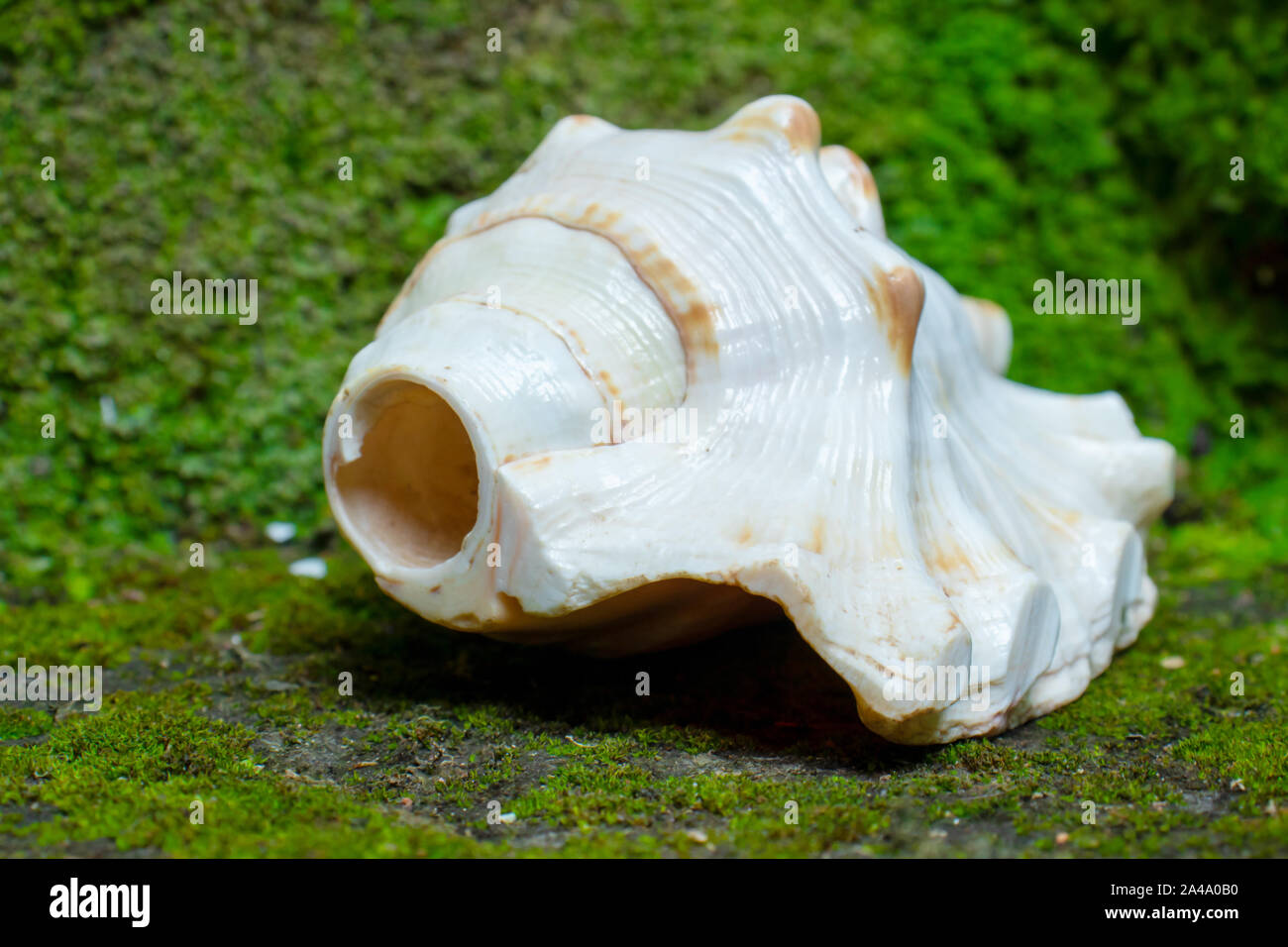 Indian, Holy, conch, sea shell (Shankha), on moss background,A Shankha ...