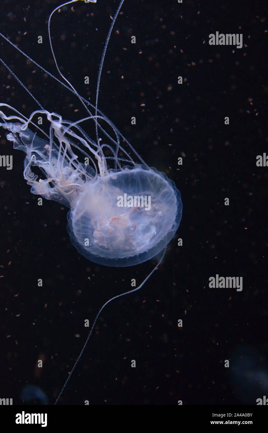 Closeup beautiful jellyfish swimming in the deep blue sea Stock Photo ...
