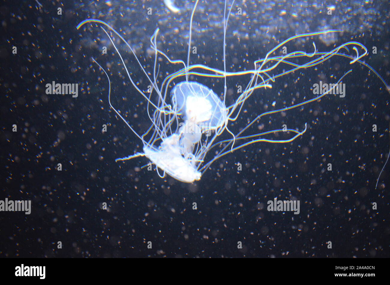Closeup beautiful jellyfish swimming in the deep blue sea Stock Photo ...
