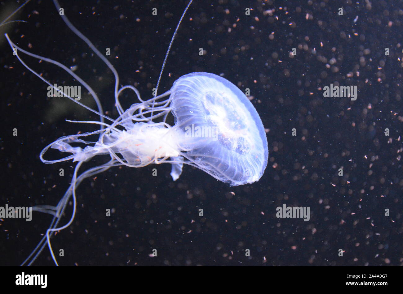 Closeup beautiful jellyfish swimming in the deep blue sea Stock Photo ...
