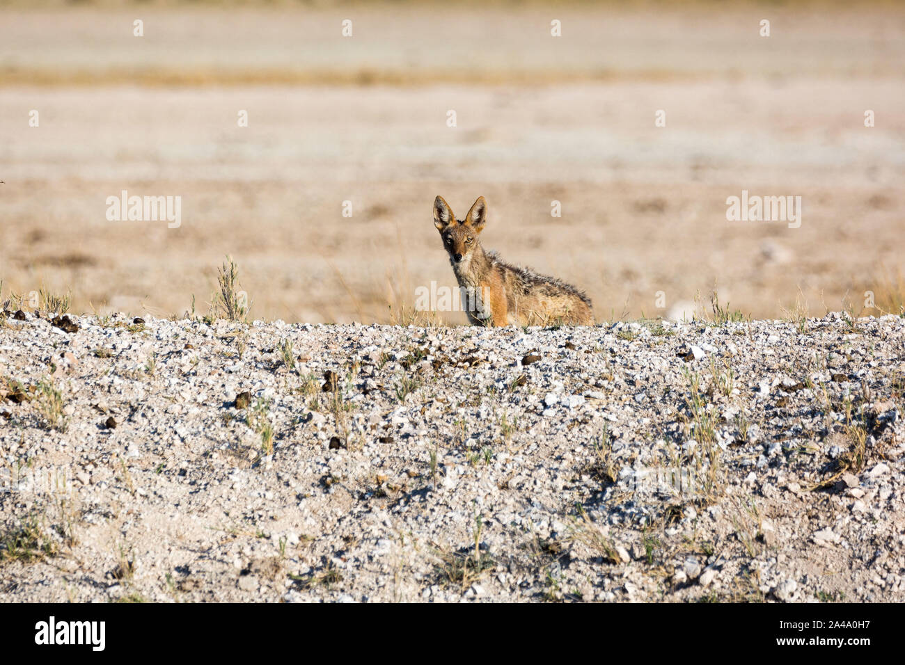 A jackal standing in the desert and looking into the camera, Etosha, Namibia, Africa Stock Photo