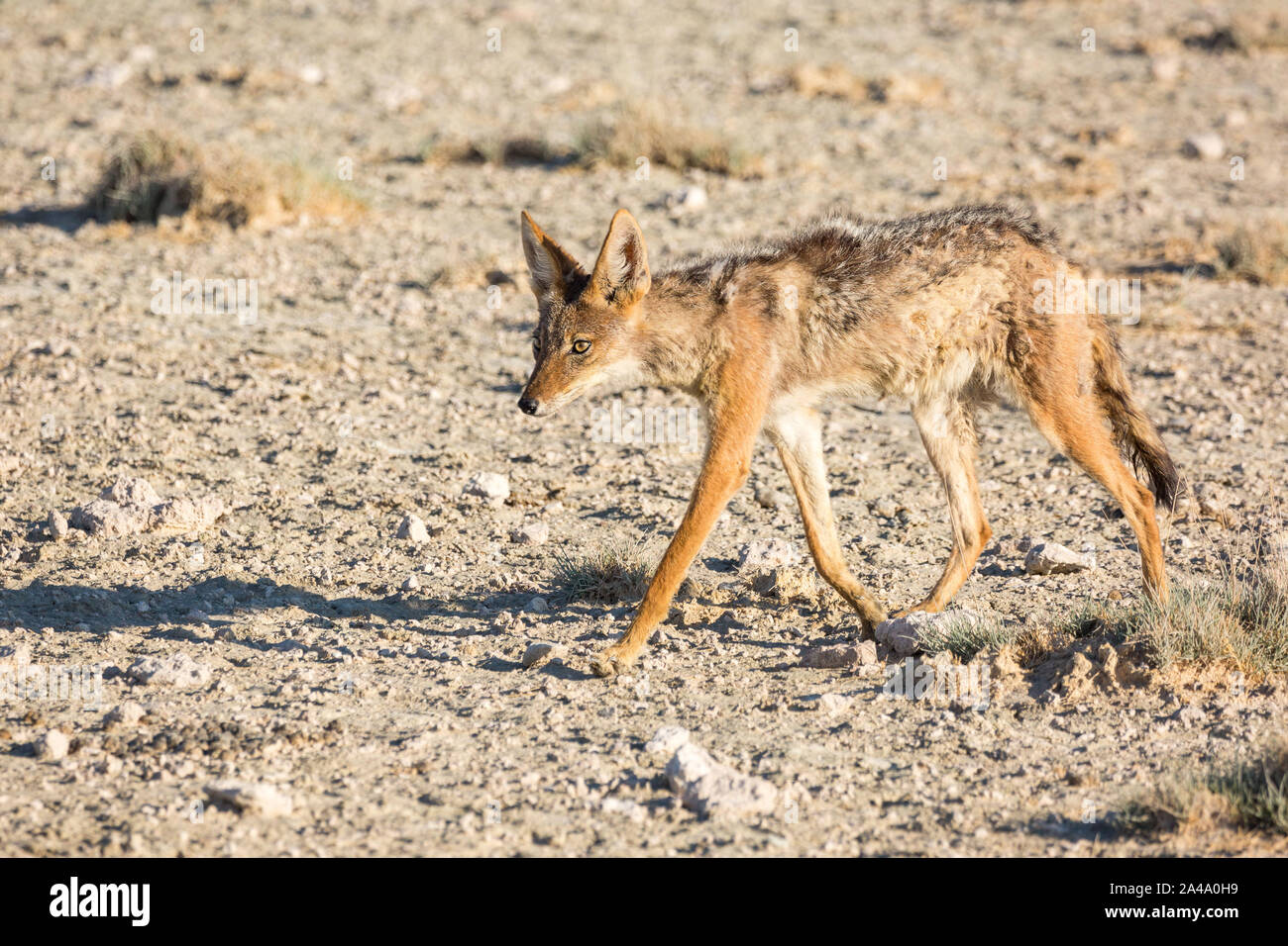 A jackal walking through a barren landscape in the morning light, Etosha, Namibia, Africa Stock Photo