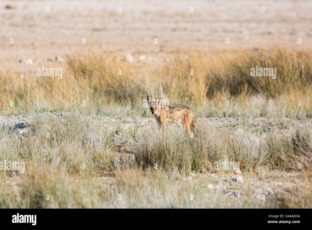A jackal in the middle of high grass, Etosha, Namibia, Africa Stock Photo