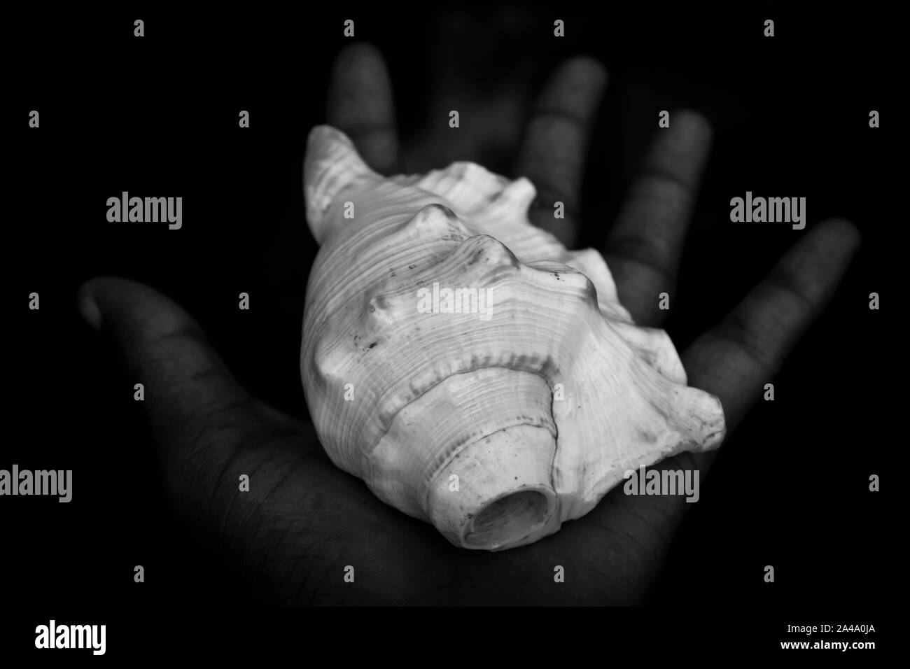 Indian, Holy, white, conch shell, (Shankha), in hand.A Shankha is a conch shell of ritual and religious importance in Hinduism and Buddhism. Stock Photo