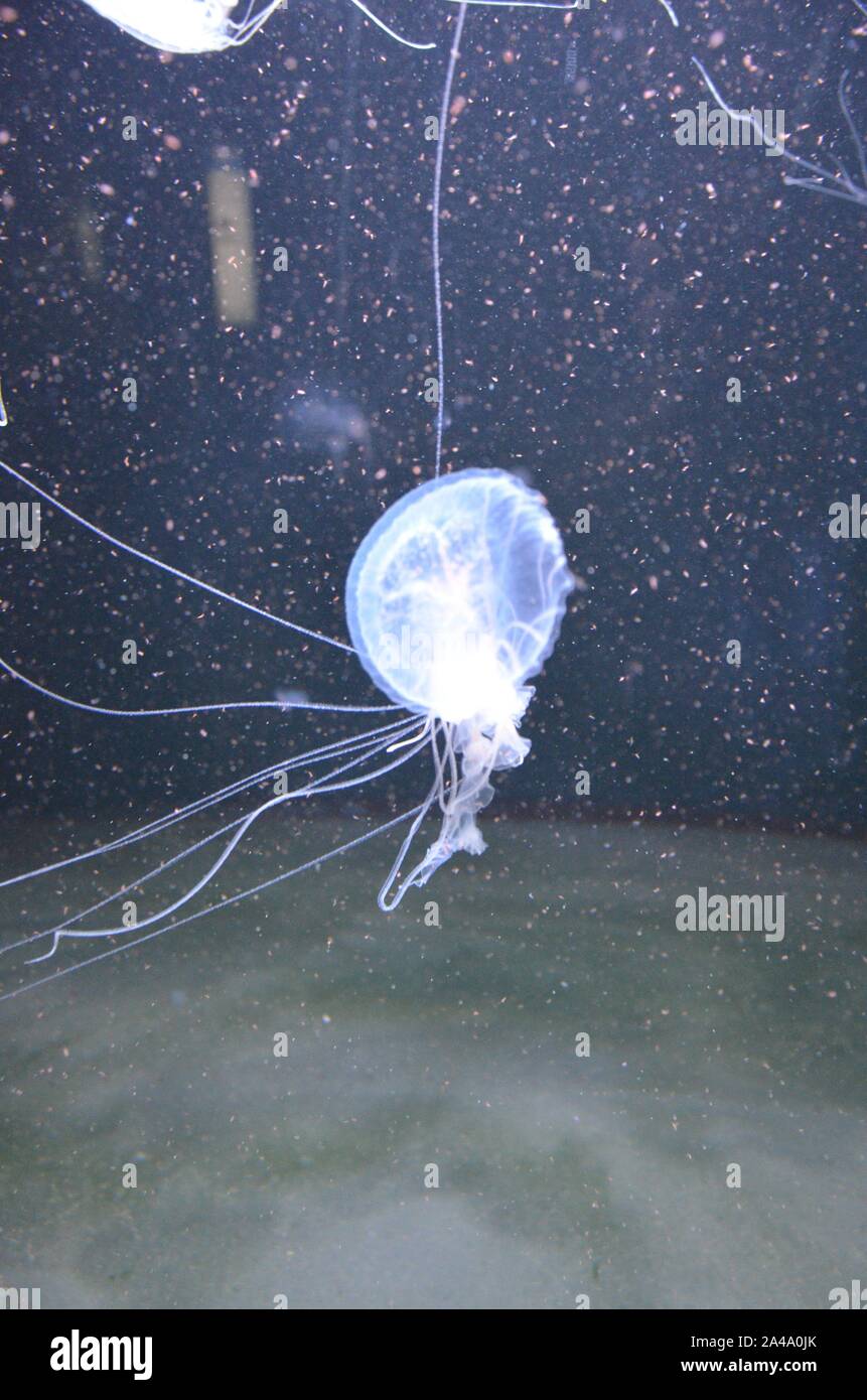 Closeup beautiful jellyfish swimming in the deep blue sea Stock Photo ...