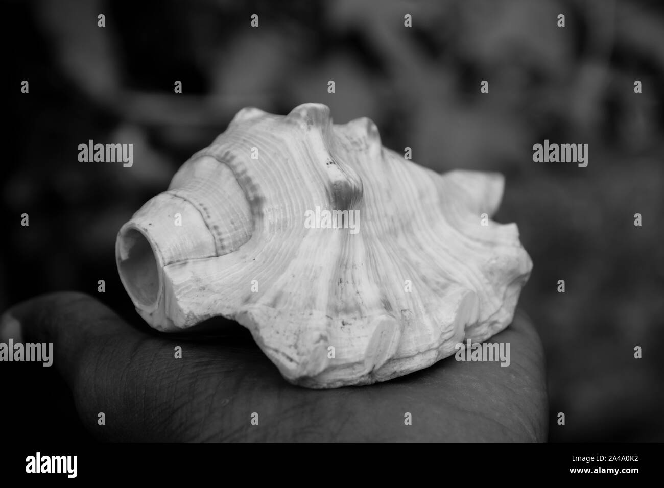 Indian, Holy, white, conch shell, (Shankha), in hand.A Shankha is a conch shell of ritual and religious importance in Hinduism and Buddhism Stock Photo