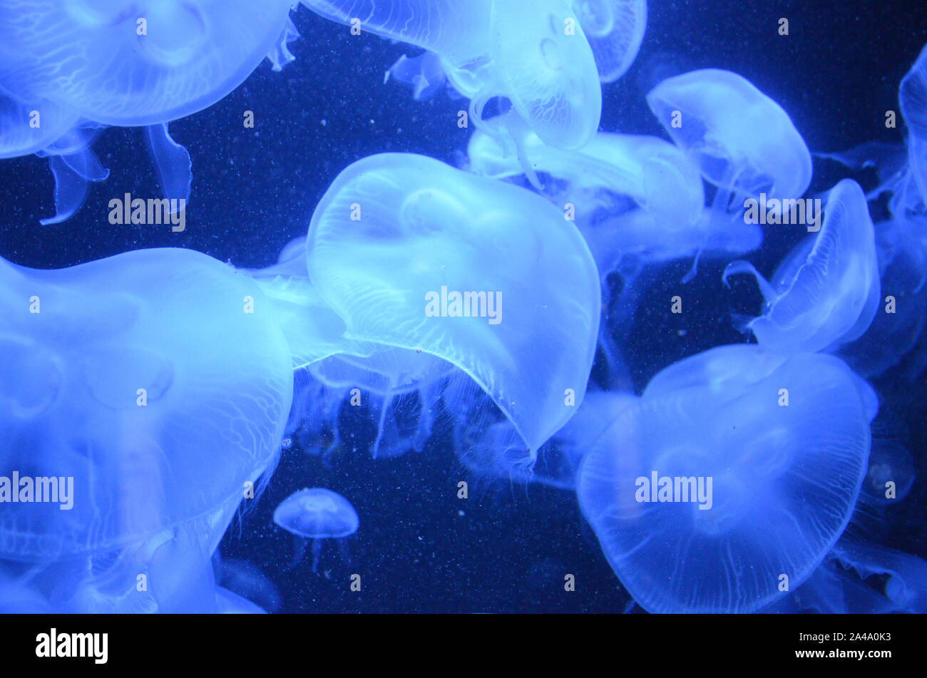 Closeup beautiful jellyfish swimming in the deep blue sea Stock Photo ...