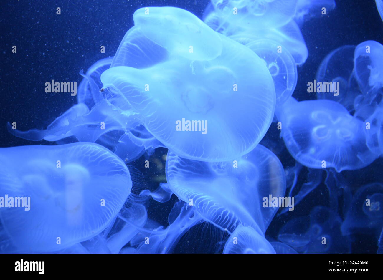 Closeup beautiful jellyfish swimming in the deep blue sea Stock Photo ...
