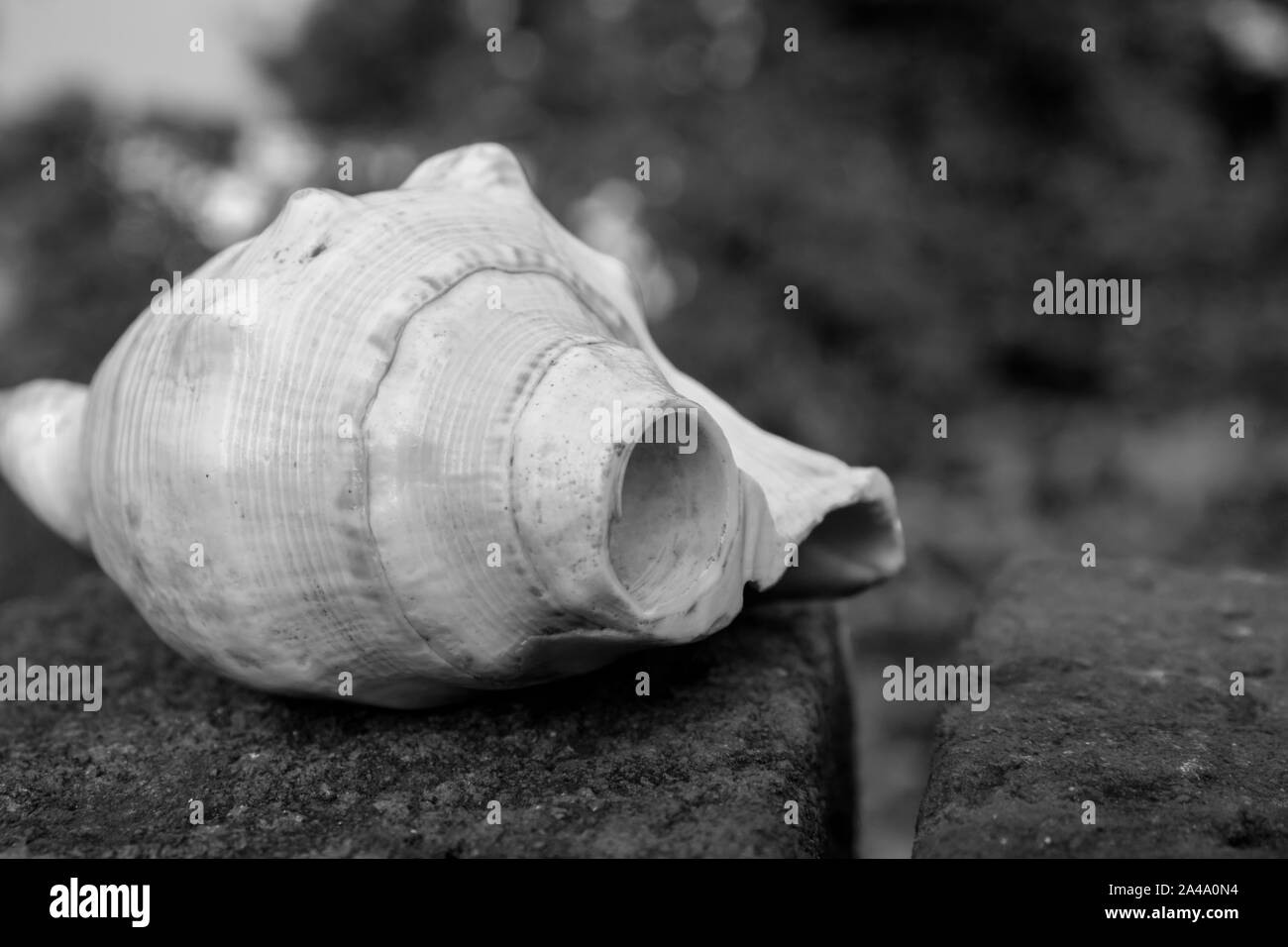 Indian Holy white conch shell (Shankha). Stock Photo
