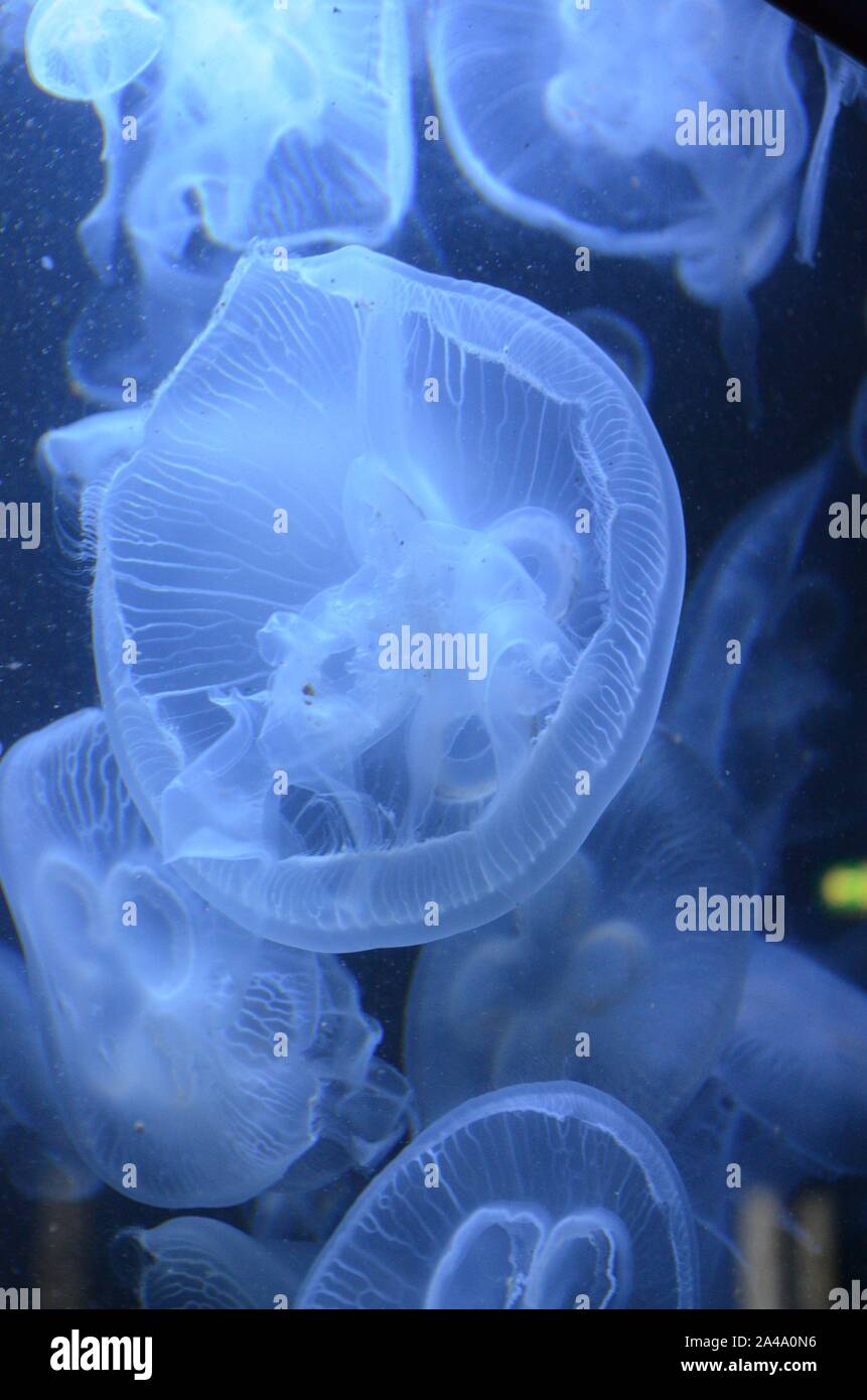 Closeup beautiful jellyfish swimming in the deep blue sea Stock Photo ...