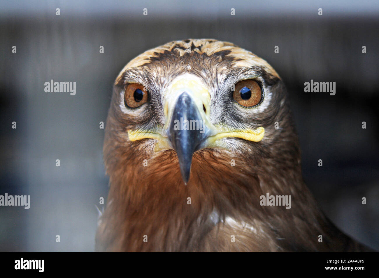 Adler Schnabel High Resolution Stock Photography And Images Alamy