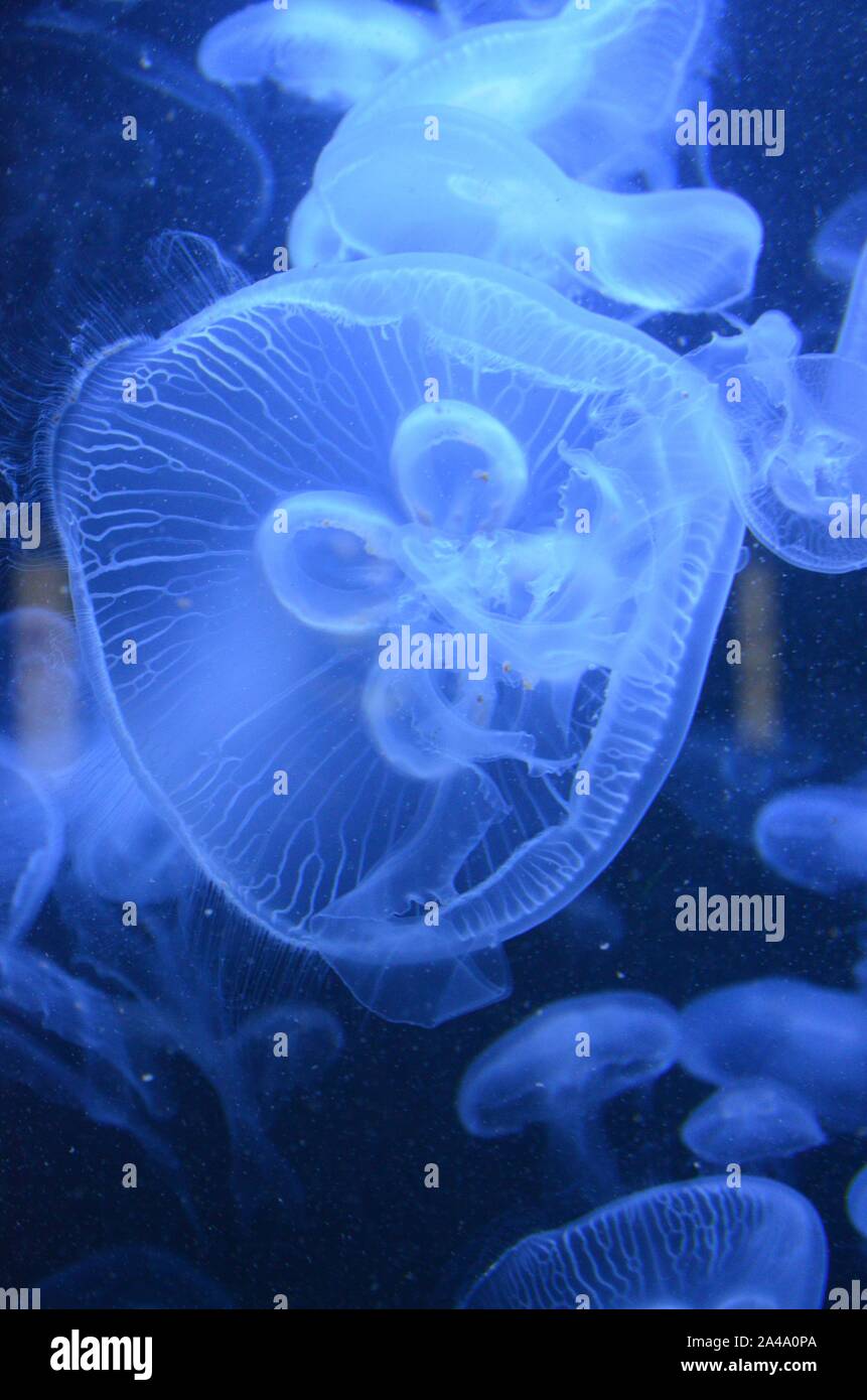 Closeup beautiful jellyfish swimming in the deep blue sea Stock Photo ...