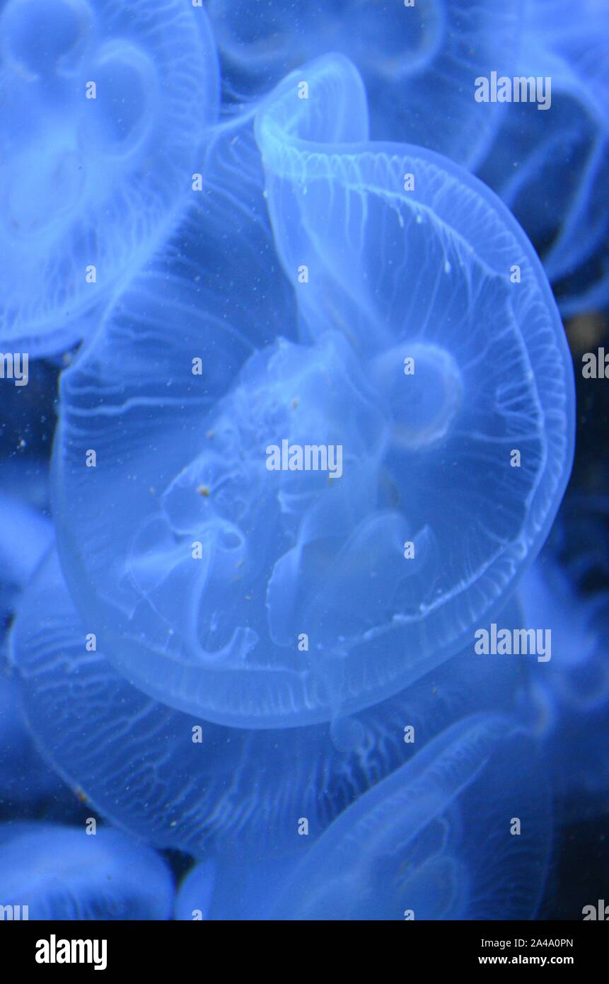 Closeup beautiful jellyfish swimming in the deep blue sea Stock Photo ...