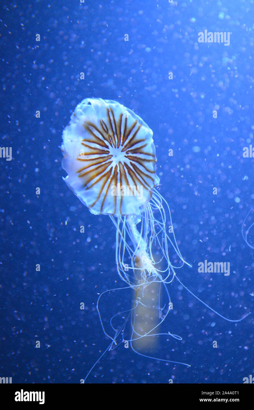 Closeup beautiful jellyfish swimming in the deep blue sea Stock Photo ...