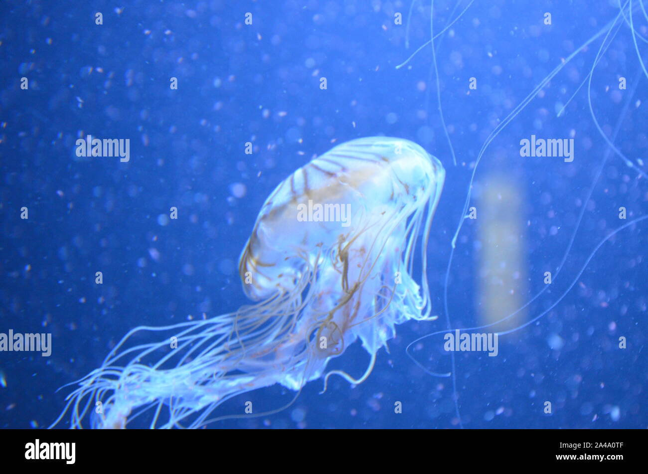 Closeup beautiful jellyfish swimming in the deep blue sea Stock Photo ...