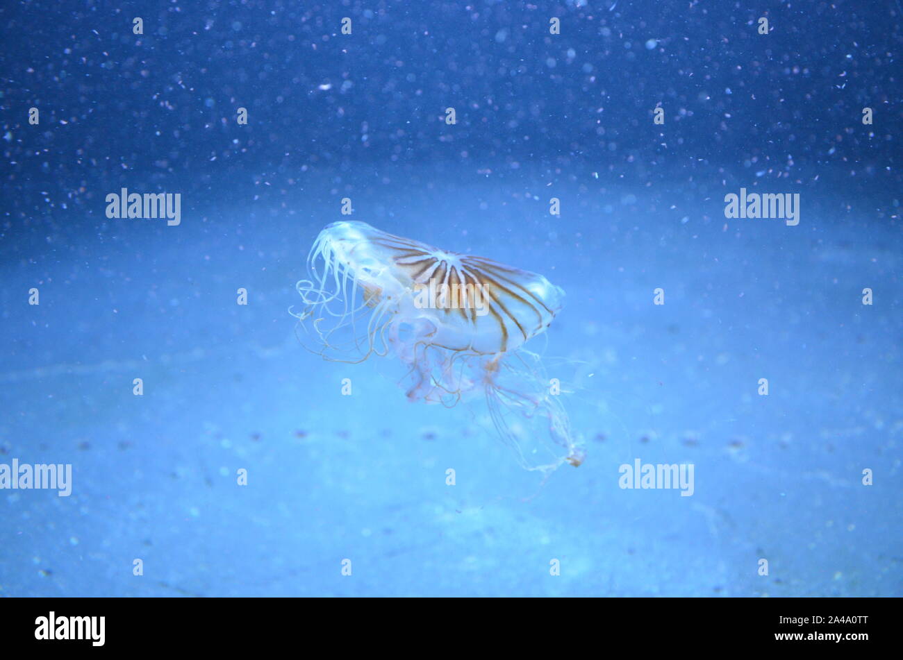 Closeup beautiful jellyfish swimming in the deep blue sea Stock Photo ...