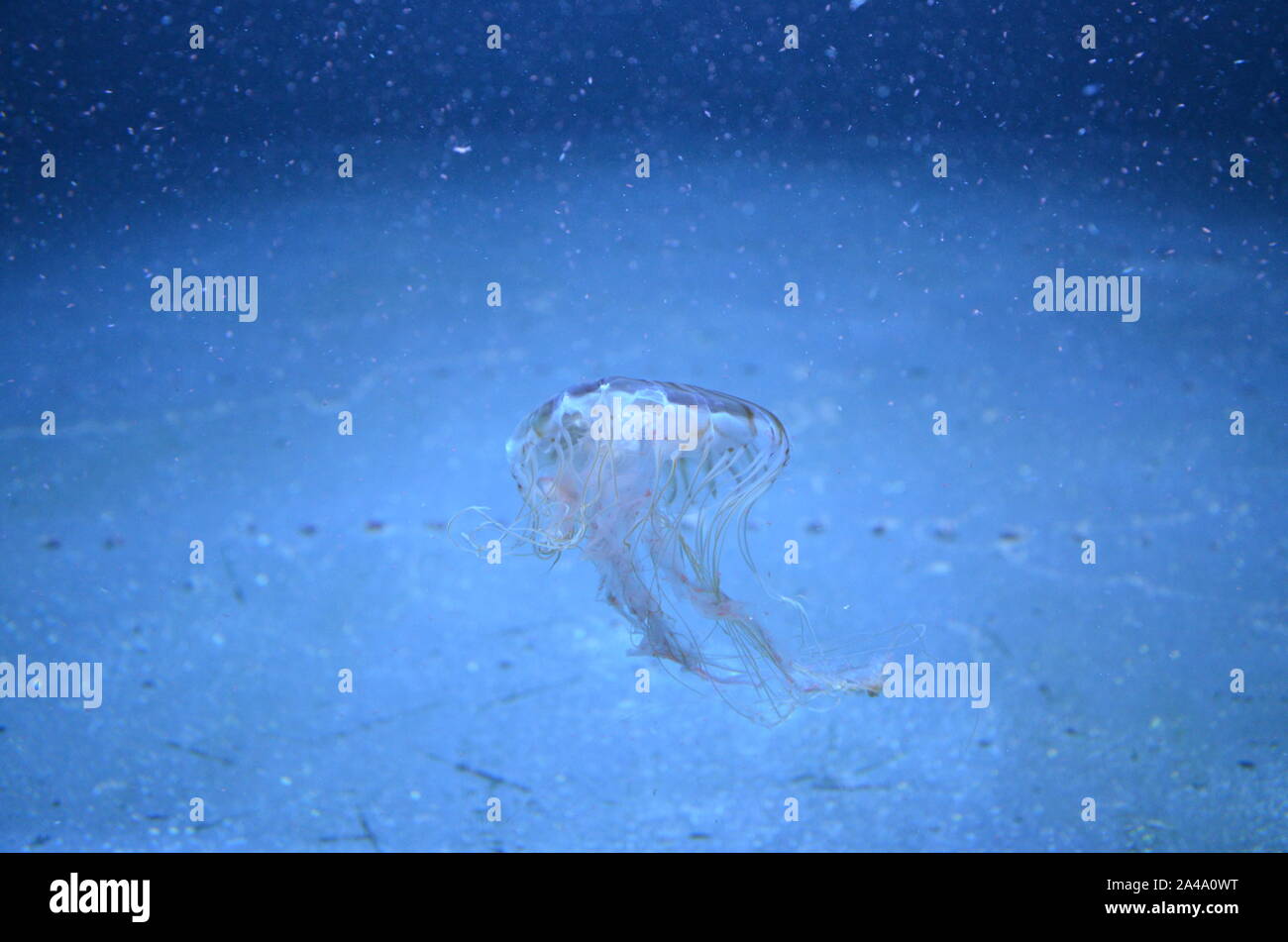 Closeup beautiful jellyfish swimming in the deep blue sea Stock Photo ...
