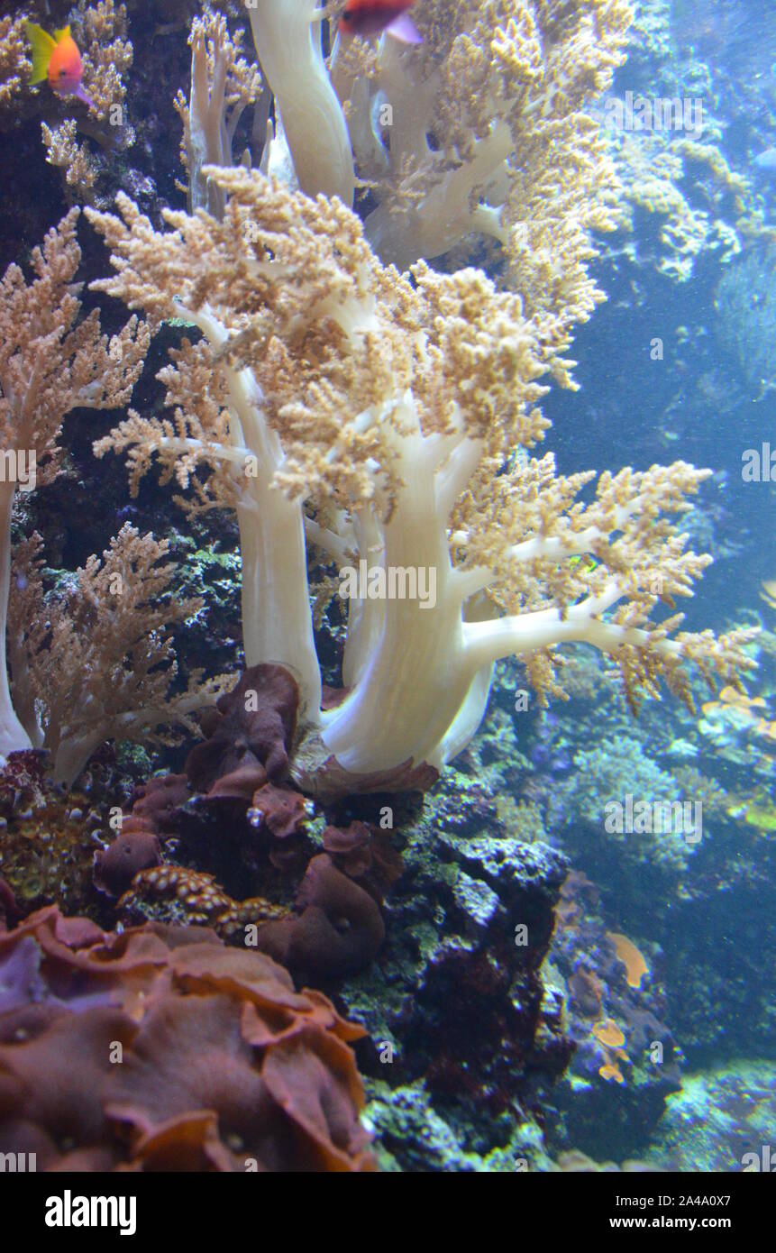 Coral In The Berlin Aquarium, Germany Stock Photo - Alamy